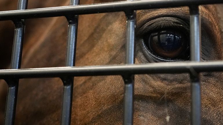 A U.S. Olympic Eventing Team horse looks through a holding...