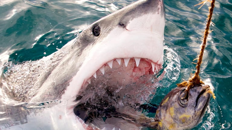 Great White Shark reaches for bait from “Great White Serial...