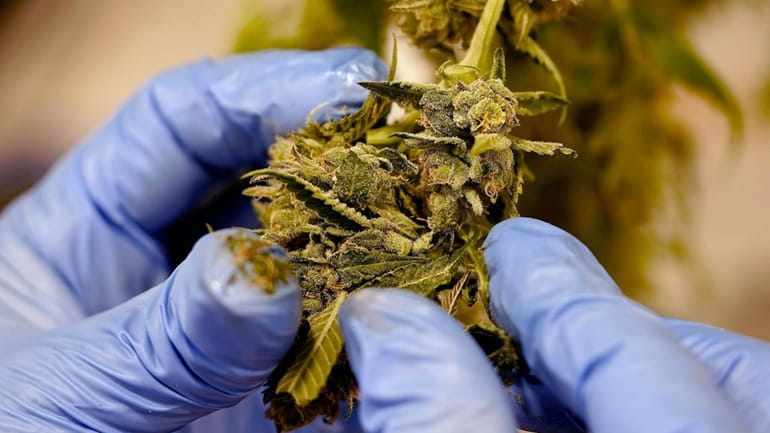 A worker pulls leaves from the flower of a cannabis...