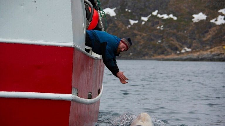 In this photo taken in April 2019 a beluga whale...