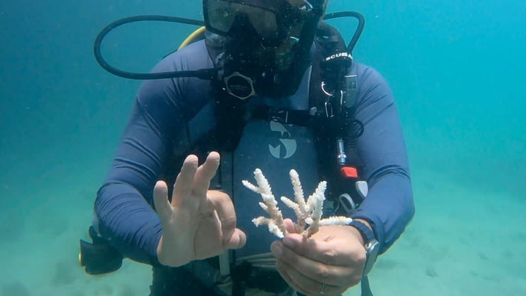 PADI Course Director Amr Anwar shows a piece of coral...