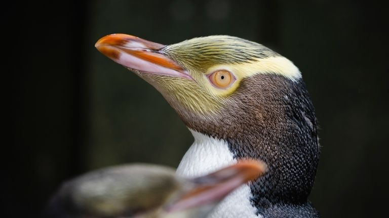 A hoiho or yellow-eyed penguin pictured on April 2, 2023,...