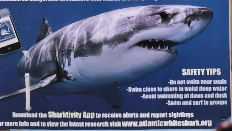 To prevent being bitten by a shark, avoid swimming alone...