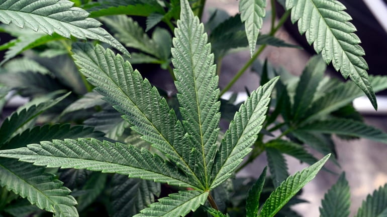 Marijuana plants are seen at a growing facility in Washington...