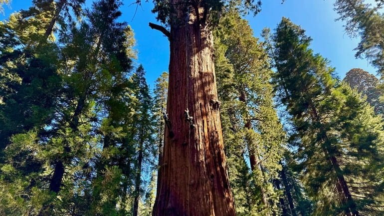 Researchers climb General Sherman, the world's largest tree, in Sequoia...