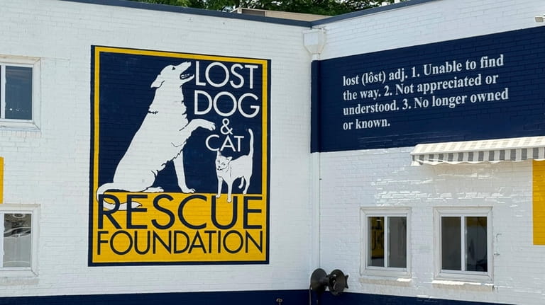 The Lost Dog and Cat Rescue Foundation signage is displayed...
