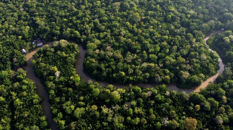 Forest lines the Combu creek, on Combu Island on the...