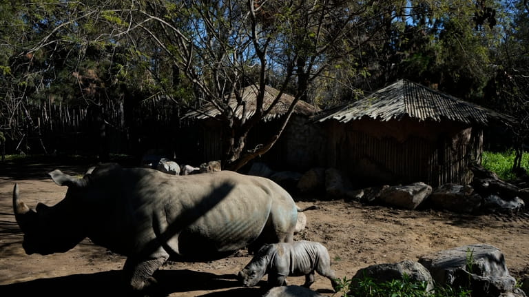 Silverio, a twelve-day-old white rhino, walks beside his mother Hannah...