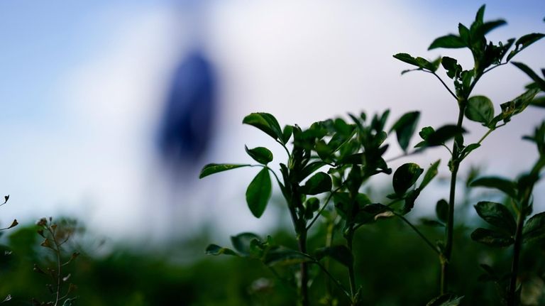 Alfalfa grows on a field at Tom Brundy's farm as...