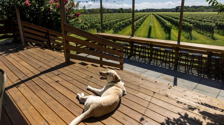 Marin Brennan's dog River at Corey Creek Vineyards in Cutchogue.