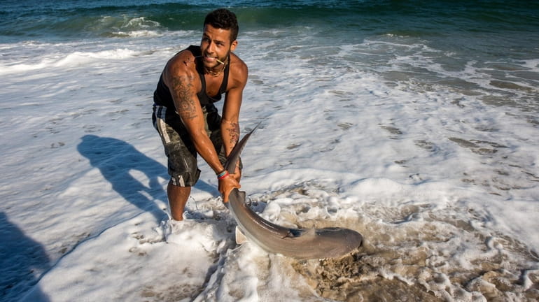 Chris Stefanou hauls in a sandbar shark at Tobay Beach...