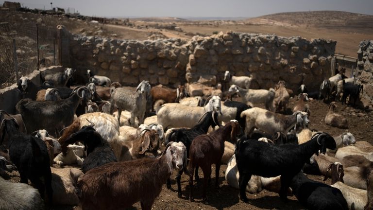 Goats stand in the midday sun, in the West Bank...