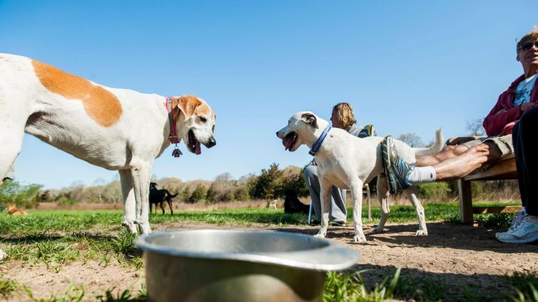 Monica Morris, left, and Jordan Nicholson with their dogs at...