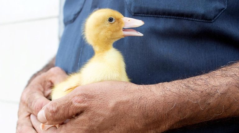 Doug Corwin holds a duckling.