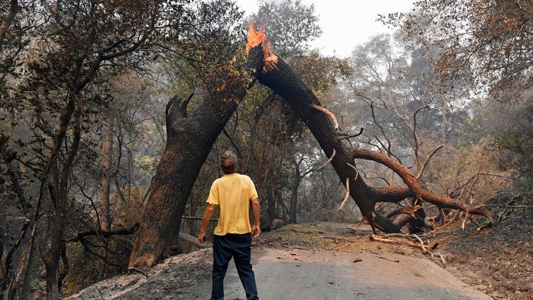 A man glances up at a tree that is blocking...