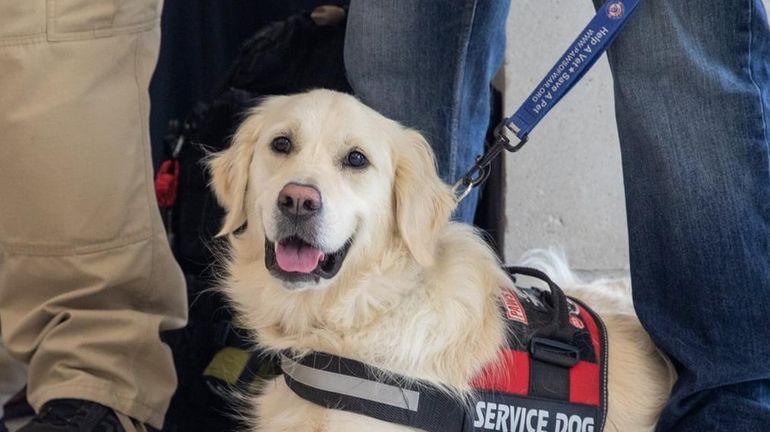 A Paws of War service dog attends a hurricane emergency...