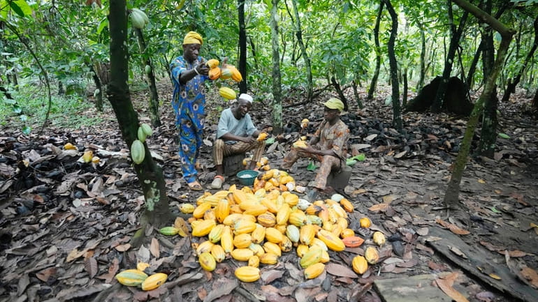 Farmers break cocoa pods inside the conservation zone of the...