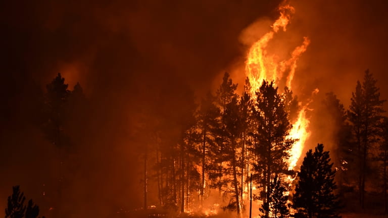 A tree goes up in flames as a wildfire burns...