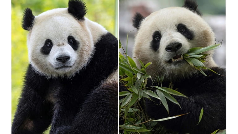 In this combo image, two-year-old male giant panda Bao Li...