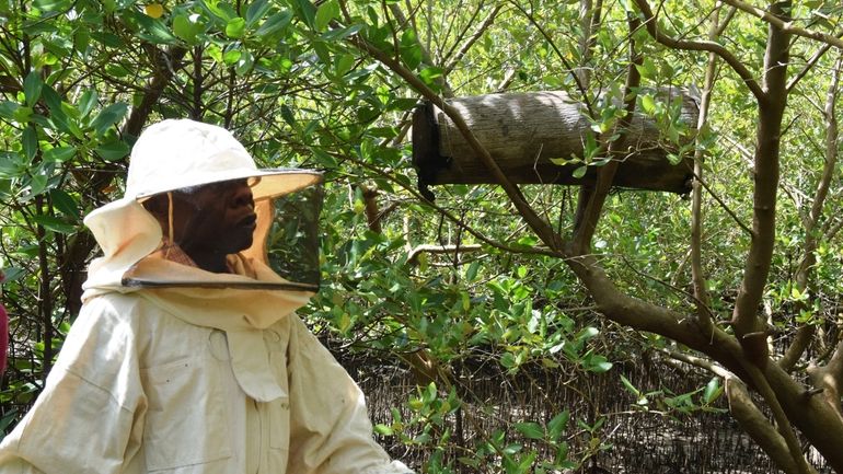 Peter Nyongesa walks through the mangroves to monitor his beehives...