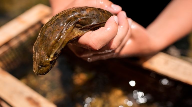 Hannah Woodburn holds an eastern hellbender salamander near its cage...