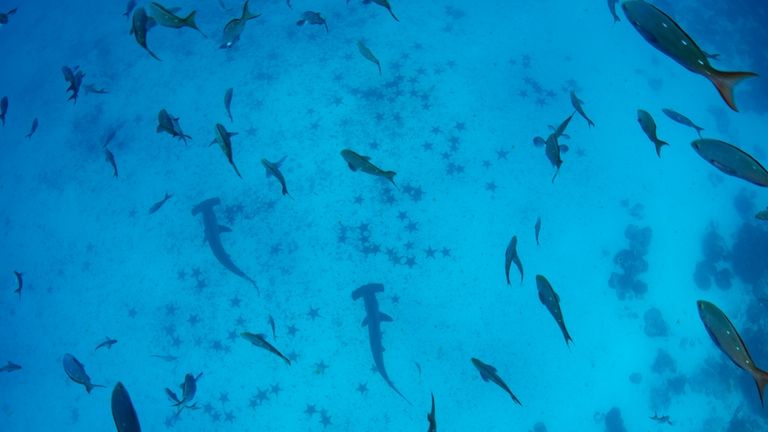 Hammerhead sharks swim below schools of fish off of Wolf...