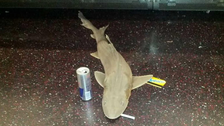 A dead shark was found on the Queens-bound N train...