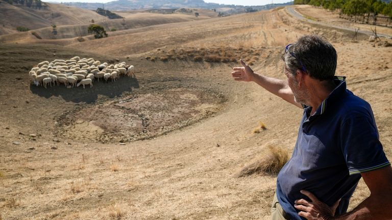 Luca Cammarata points at his sheep as they look for...