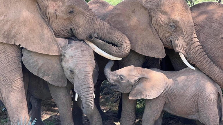 In this undated photo, an African elephant family comforts a...