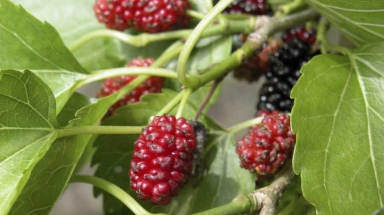 How to grow mulberries - Newsday