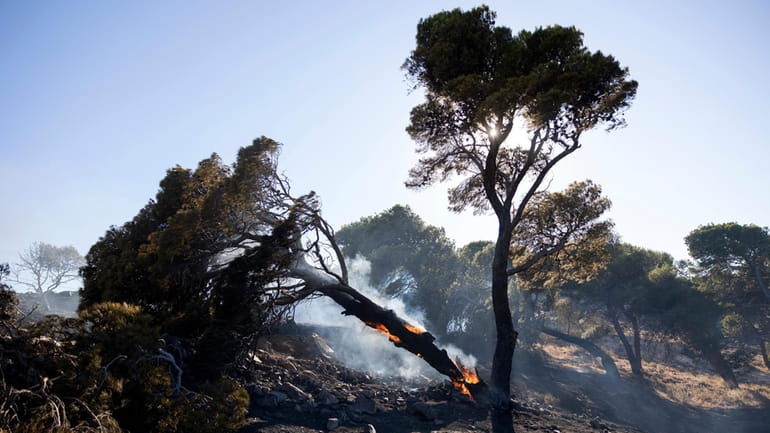 A pine tree is on fire during a forest fire...