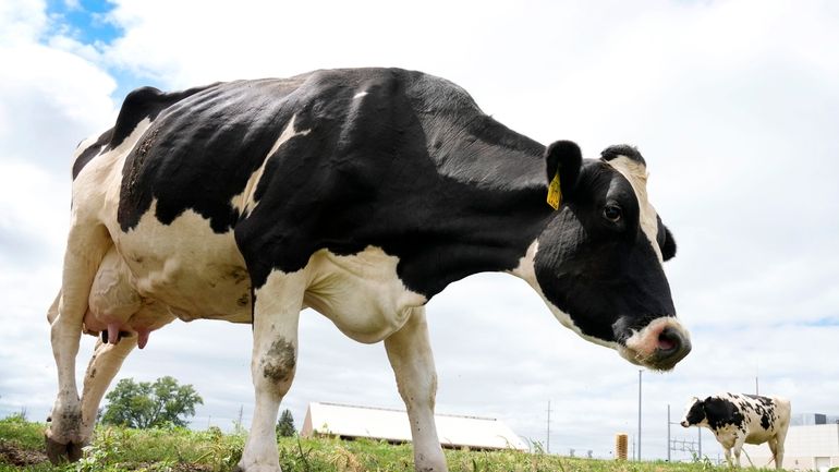 Dairy cows stand in a field outside of a milking...