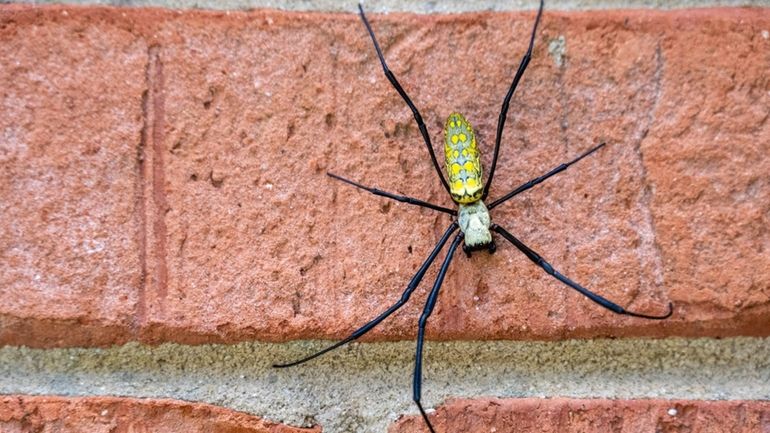 A large female Joro spider, Trichonephila clavata, descending a brick wall...