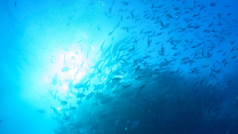 A school of black striped Salema fish, native to the...