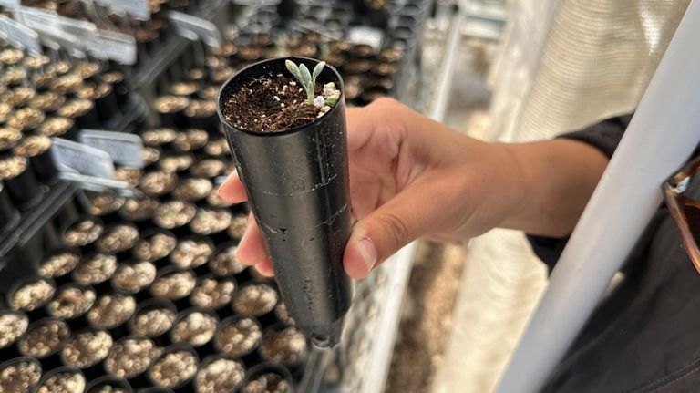 Botanist Florencia Peredo Ovalle holds a sample of Tiehm's buckwheat...