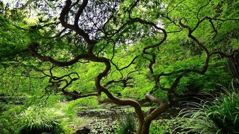 The John P. Humes Japanese Stroll Garden in Mill Neck.