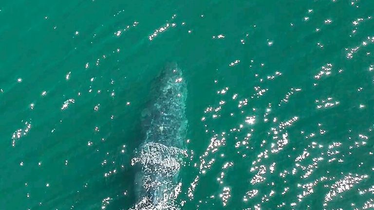 This aerial photo provided by The Whale Museum taken near...