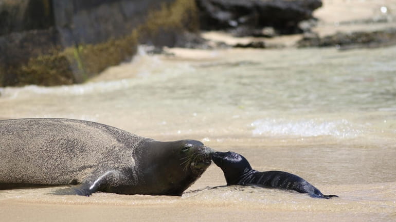 A Hawaiian monk seal and her newborn pup are seen...