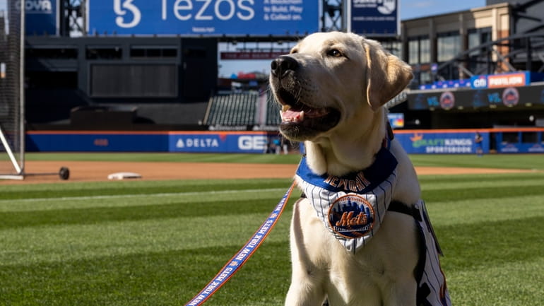 Help name the Mets' new service puppy in training