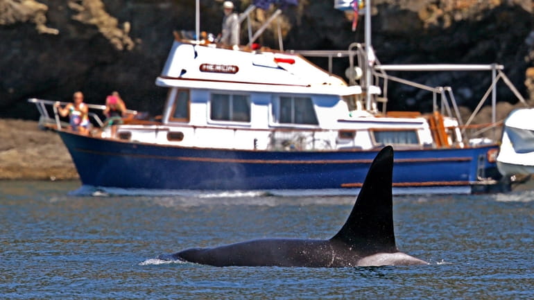 An orca swims past a recreational boat sailing just offshore...