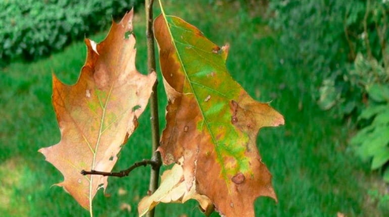 These leaves show "marginal scorch," the effect of oak wilt,...