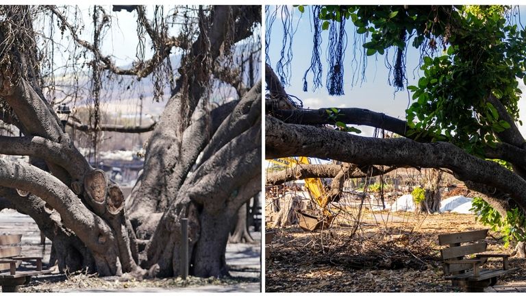 This combination of photos shows the historic Lahaina banyan tree...