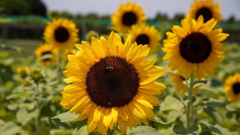 Sunflowers at Windy Acres in Calverton where you can pick...