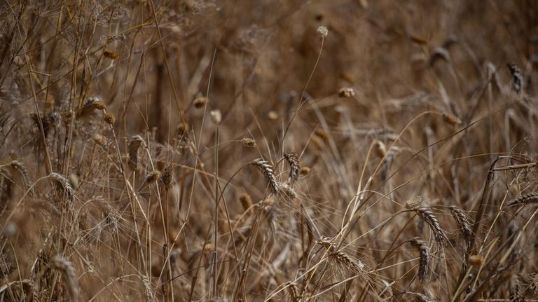 Wheat grows in a wheat farm on the outskirts of...