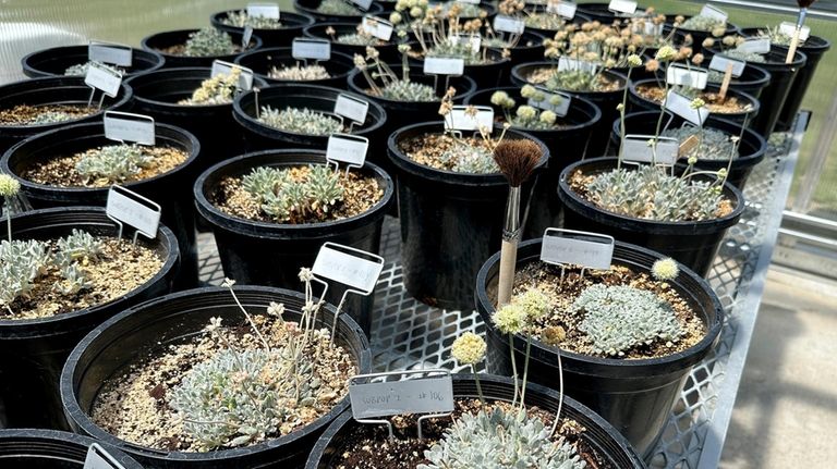 Tiehm's buckwheat grows in a greenhouse in Gardnerville, Nevada, Tuesday,...