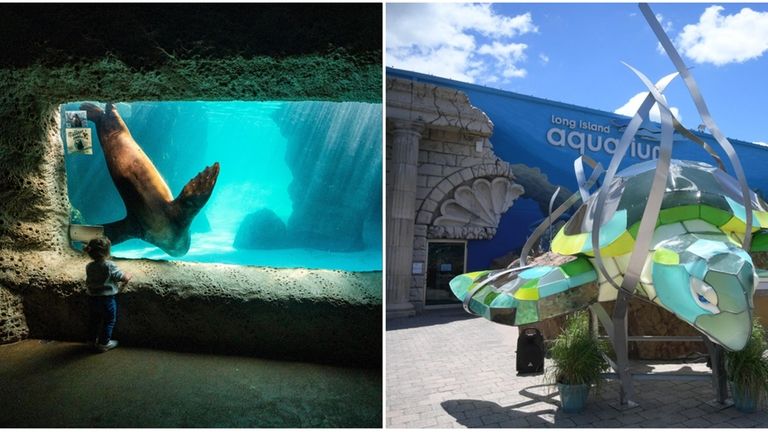 Java the sea lion swims at the Long Island Aquarium...