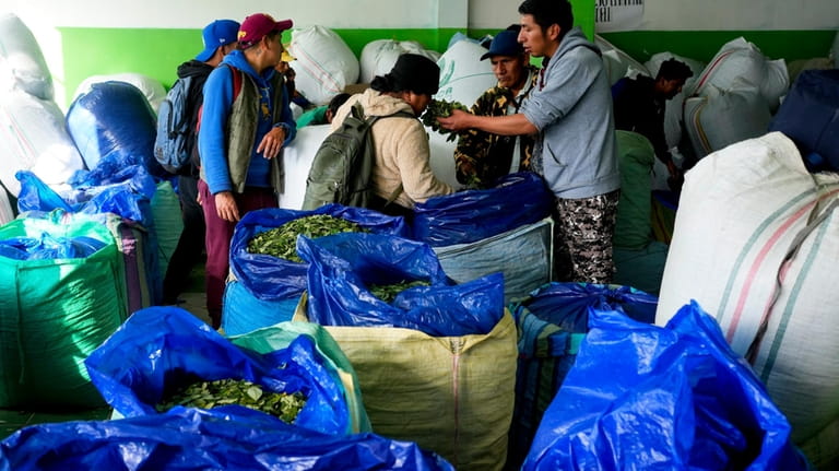 Vendors sell coca at a legal coca leaf market in...
