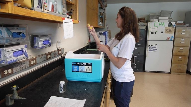 Nancy Pierson, a Suffolk County associate public health sanitarian, examines...