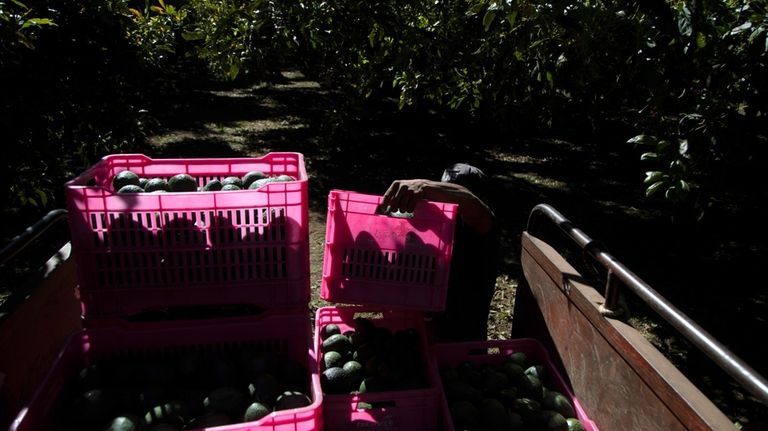 A worker harvests avocados at an orchard in Zacan, Michoacan...