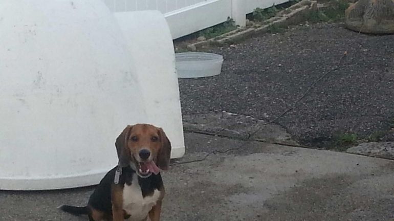 Hempstead Village Mayor Wayne Hall's 8-month-old beagle has been found....